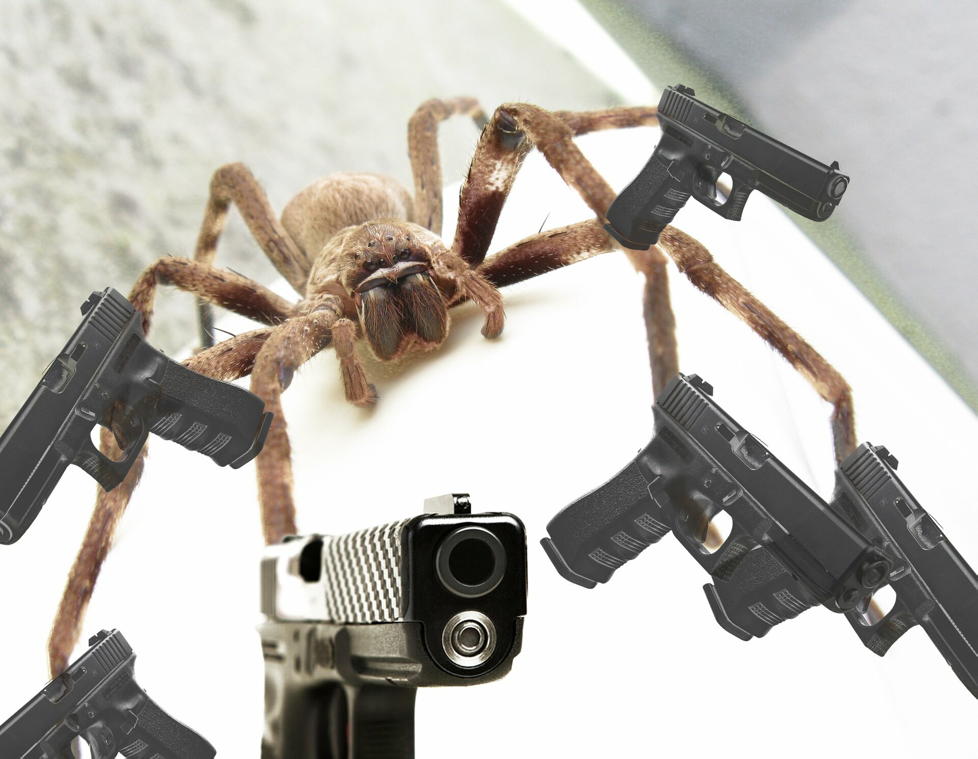 spider